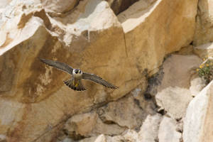 Fauna del Parco del Conero: Falco Pellegrino