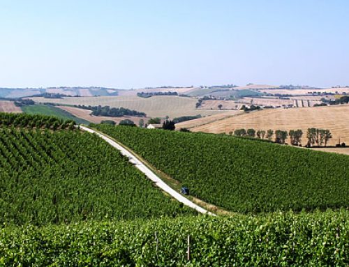 WINES OF THE MARCHE
